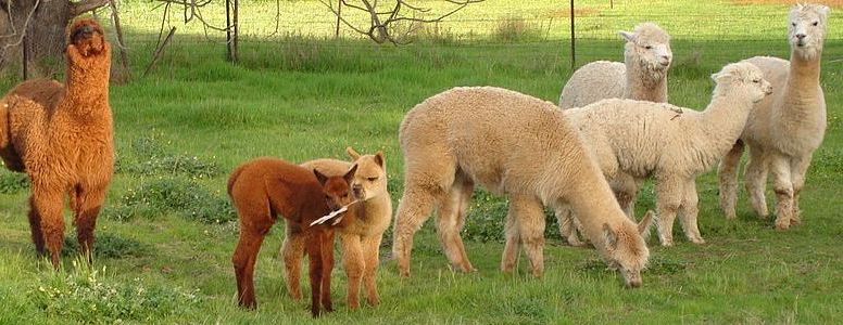 Alpaca Habitat